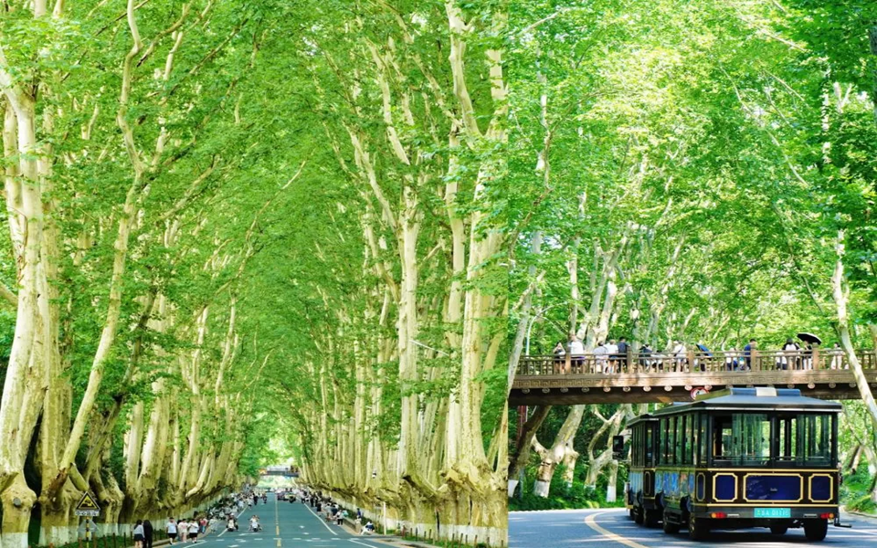 thvhc-dai-lo-nam-kinh